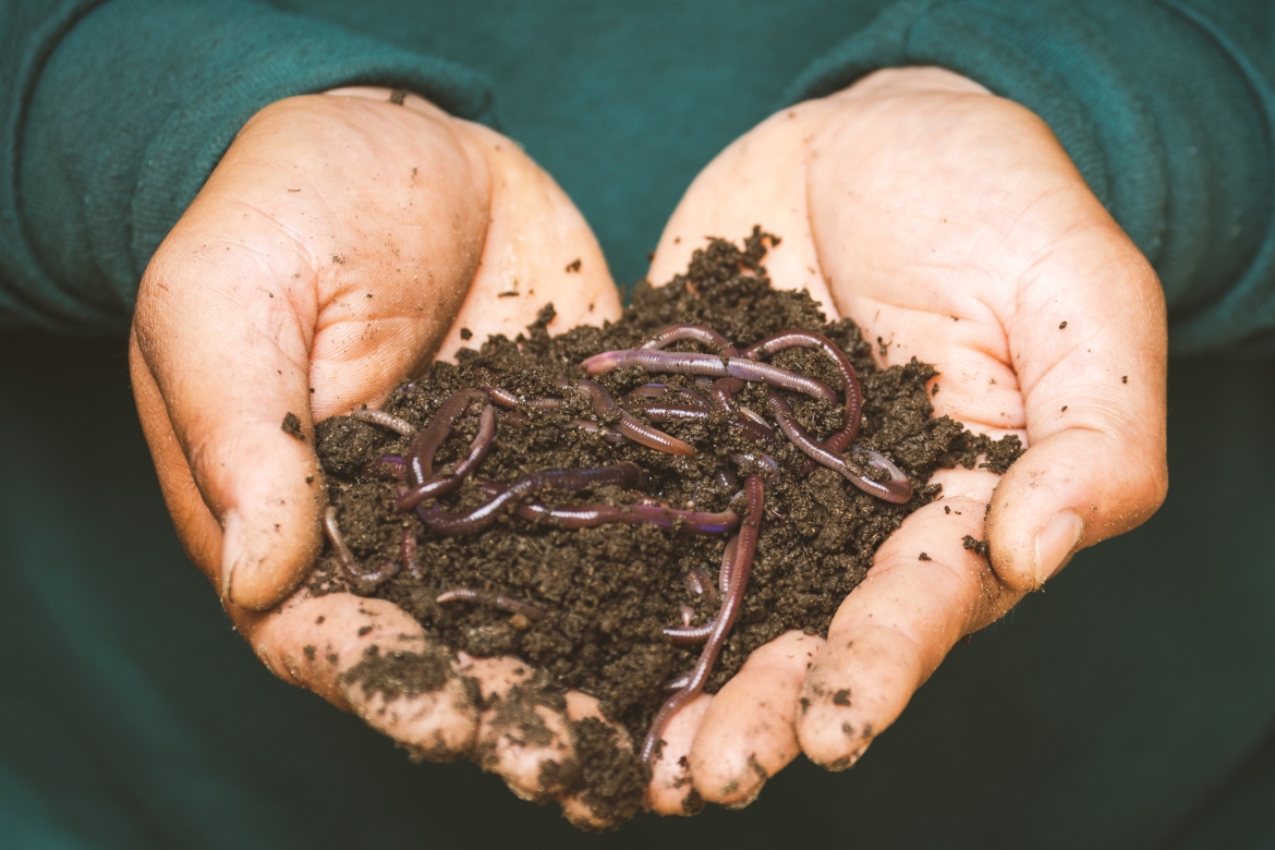 Vermicomposting is For the Worms! 